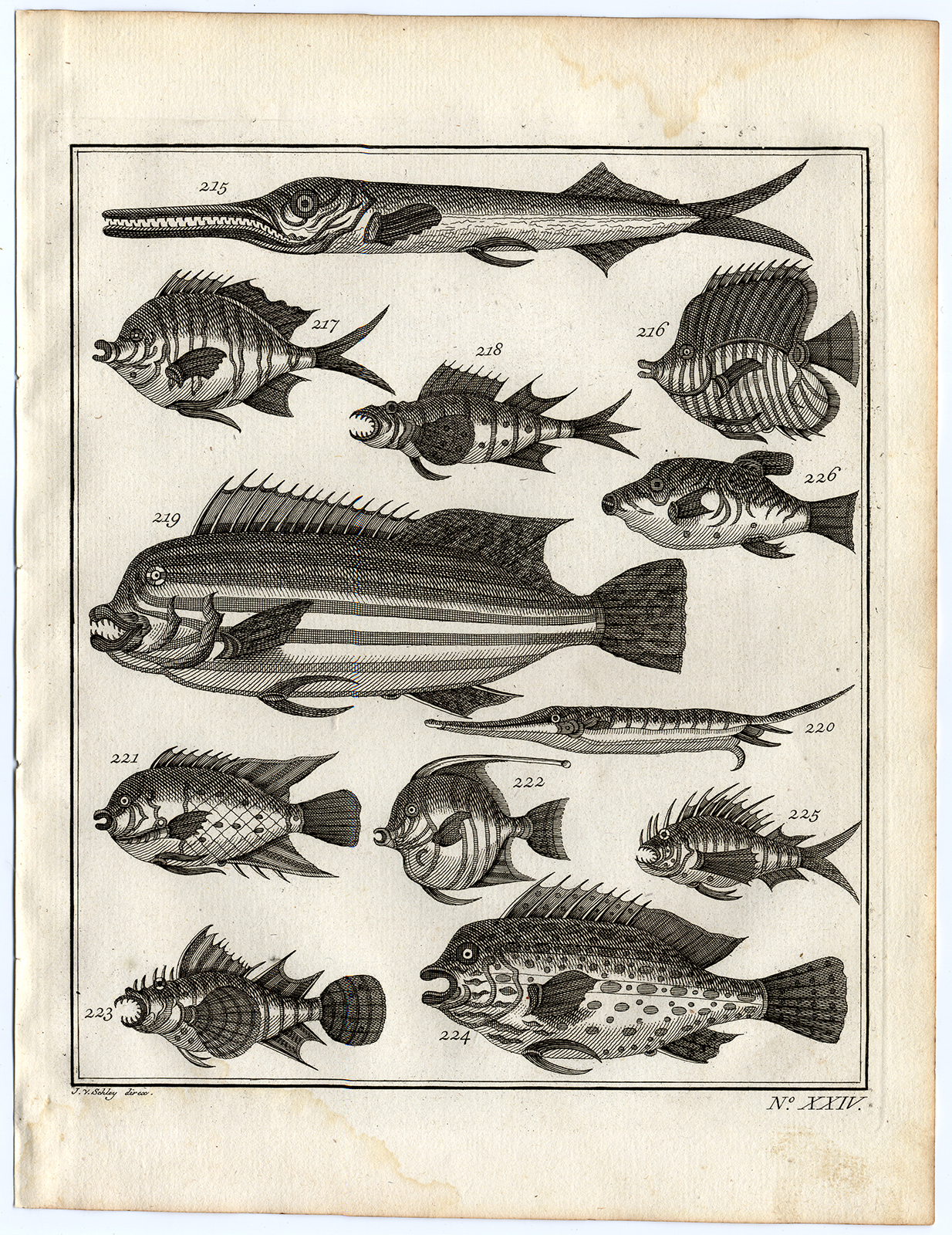 , Antique Print-AMBON-SOUTHEAST ASIA-TROPICAL FISH-XXIV-Schley-Bellin-Roman-1767, Pictura Antique Prints