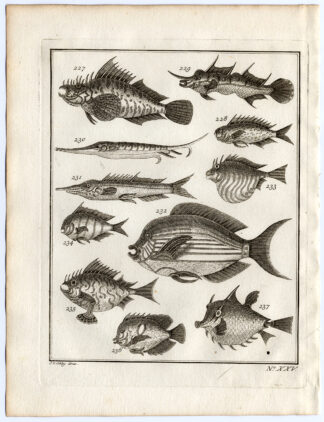 Antique Print-AMBON-SOUTHEAST ASIA-TROPICAL FISH-P. XXV-Schley-Bellin-Roman-1767