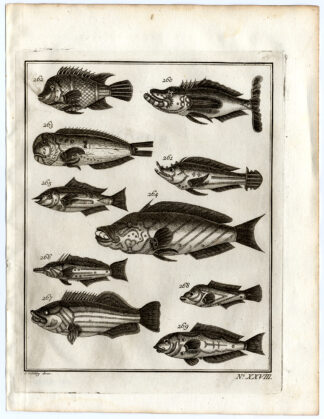 Antique Print-AMBON-SOUTHEAST ASIA-TROPICAL FISH-XXVIII-Schley-Bellin-Roman-1767