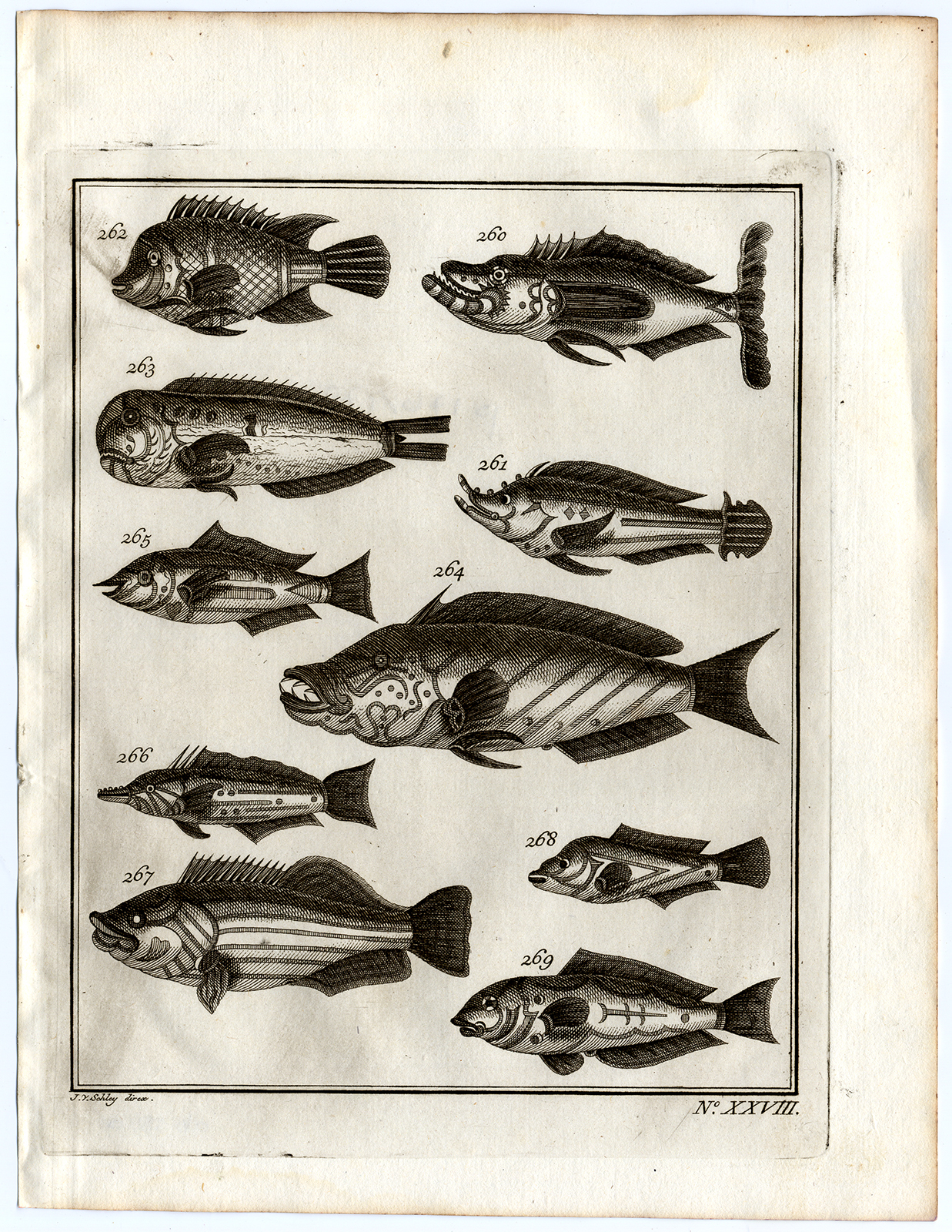 , Antique Print-AMBON-SOUTHEAST ASIA-TROPICAL FISH-XXVIII-Schley-Bellin-Roman-1767, Pictura Antique Prints