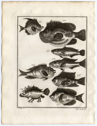 Antique Print-AMBON-SOUTHEAST ASIA-TROPICAL FISH-XXIX-Schley-Bellin-Roman-1767