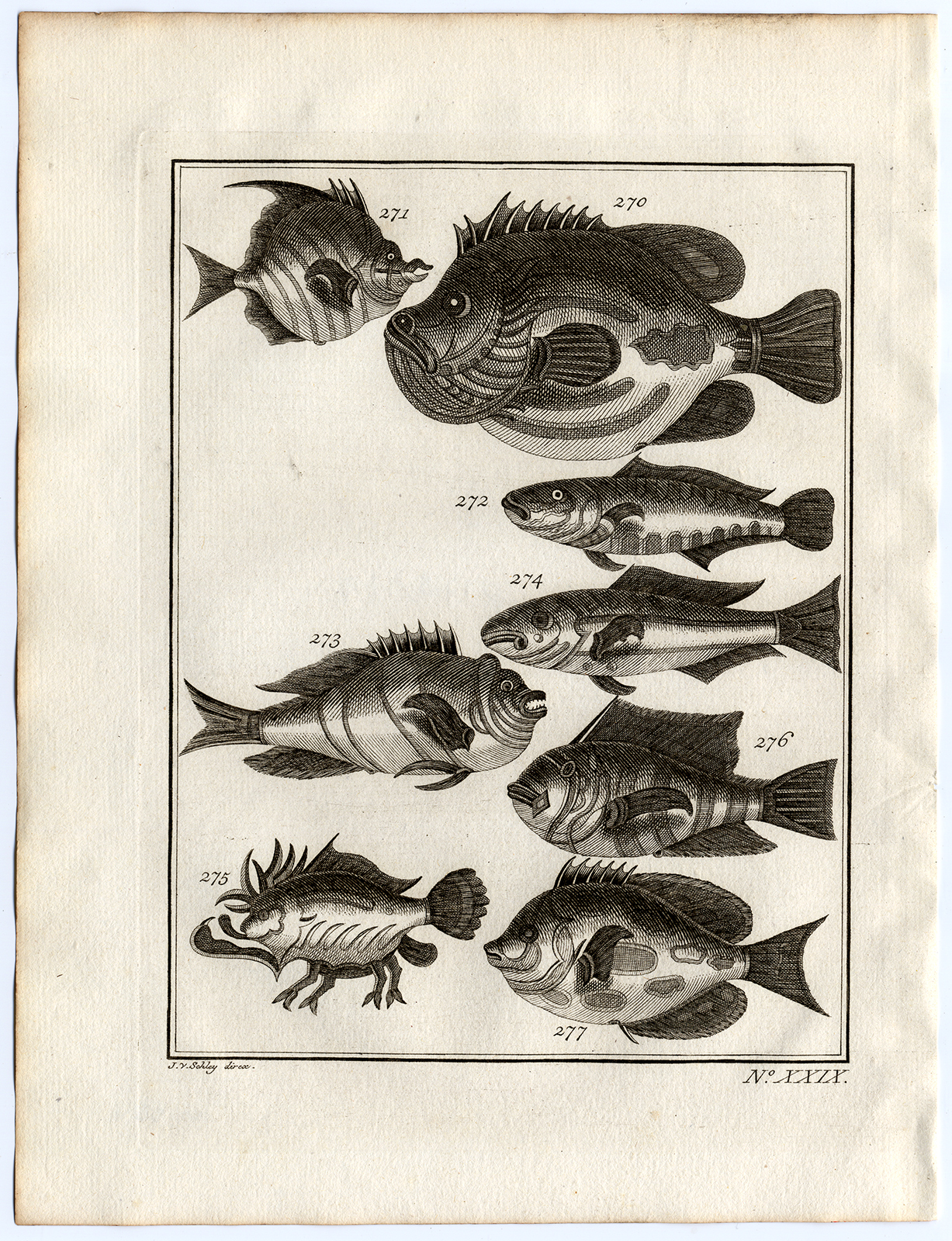 , Antique Print-AMBON-SOUTHEAST ASIA-TROPICAL FISH-XXIX-Schley-Bellin-Roman-1767, Pictura Antique Prints