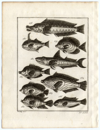 Antique Print-AMBON-SOUTHEAST ASIA-TROPICAL FISH-XXX-Schley-Bellin-Roman-1767