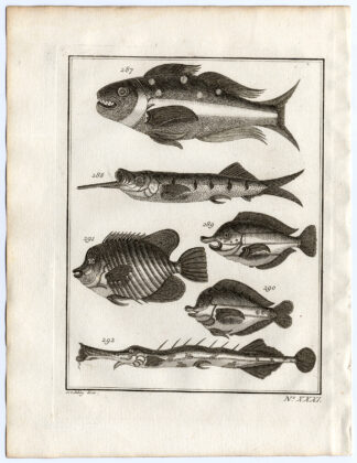 Antique Print-AMBON-SOUTHEAST ASIA-TROPICAL FISH-XXXI-Schley-Bellin-Roman-1767