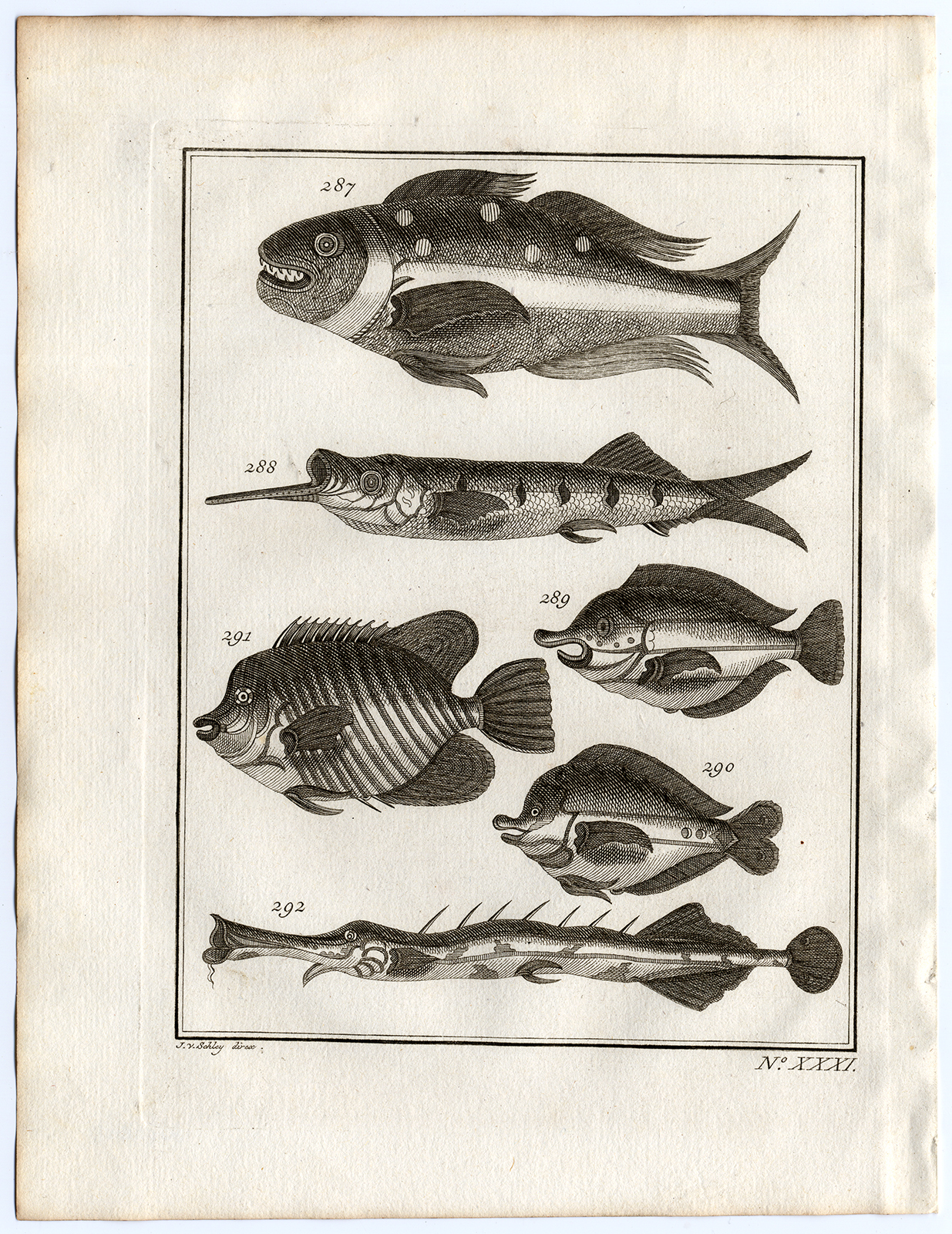 , Antique Print-AMBON-SOUTHEAST ASIA-TROPICAL FISH-XXXI-Schley-Bellin-Roman-1767, Pictura Antique Prints