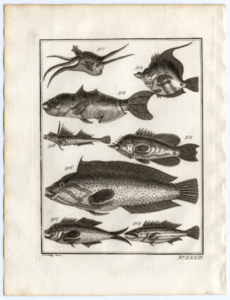 Antique Print-AMBON-SOUTHEAST ASIA-TROPICAL FISH-XXXIII-Schley-Bellin-Roman-1767