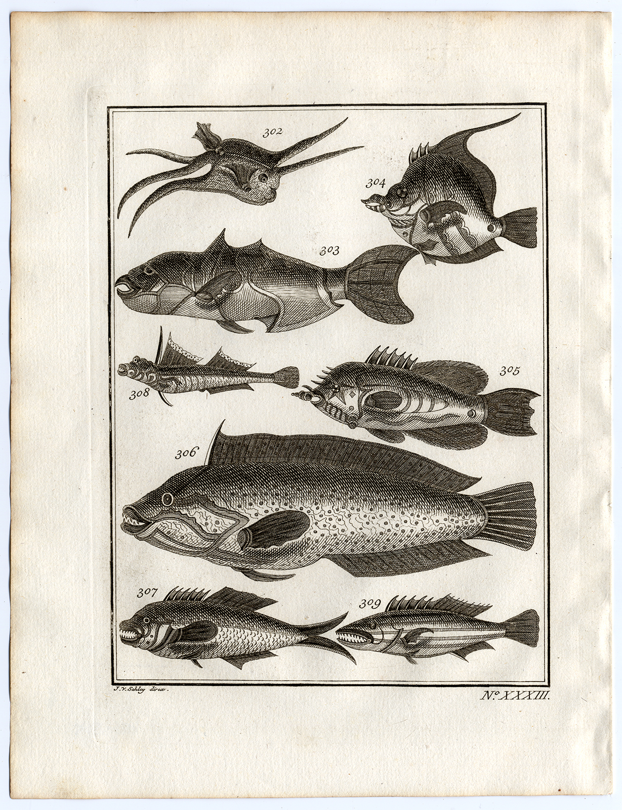 , Antique Print-AMBON-SOUTHEAST ASIA-TROPICAL FISH-XXXIII-Schley-Bellin-Roman-1767, Pictura Antique Prints