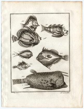 Antique Print-AMBON-SOUTHEAST ASIA-TROPICAL FISH-XXXIV-Schley-Bellin-Roman-1767