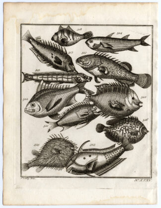 Antique Print-AMBON-SOUTHEAST ASIA-TROPICAL FISH-XXXV-Schley-Bellin-Roman-1767