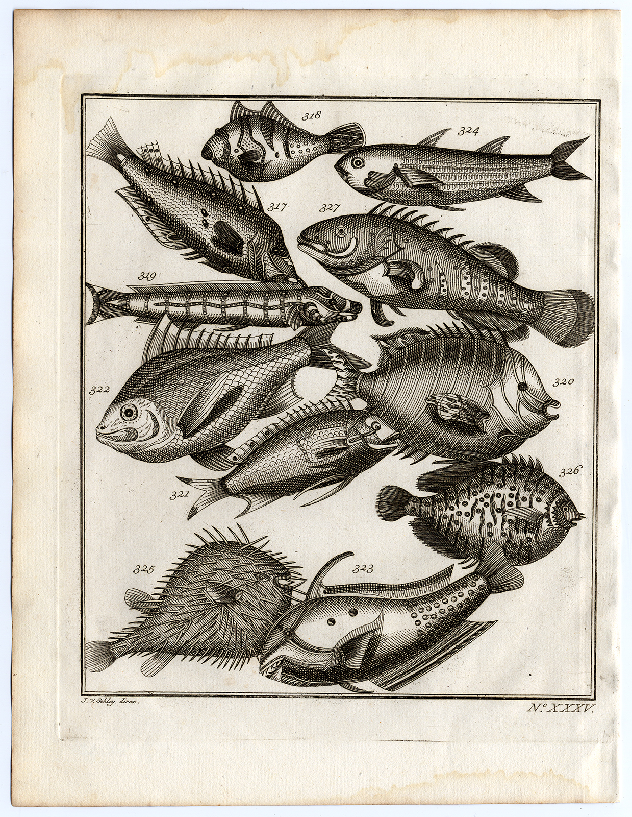 , Antique Print-AMBON-SOUTHEAST ASIA-TROPICAL FISH-XXXV-Schley-Bellin-Roman-1767, Pictura Antique Prints