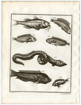 Antique Print-AMBON-SOUTHEAST ASIA-TROPICAL FISH-XXXVI-Schley-Bellin-Roman-1767