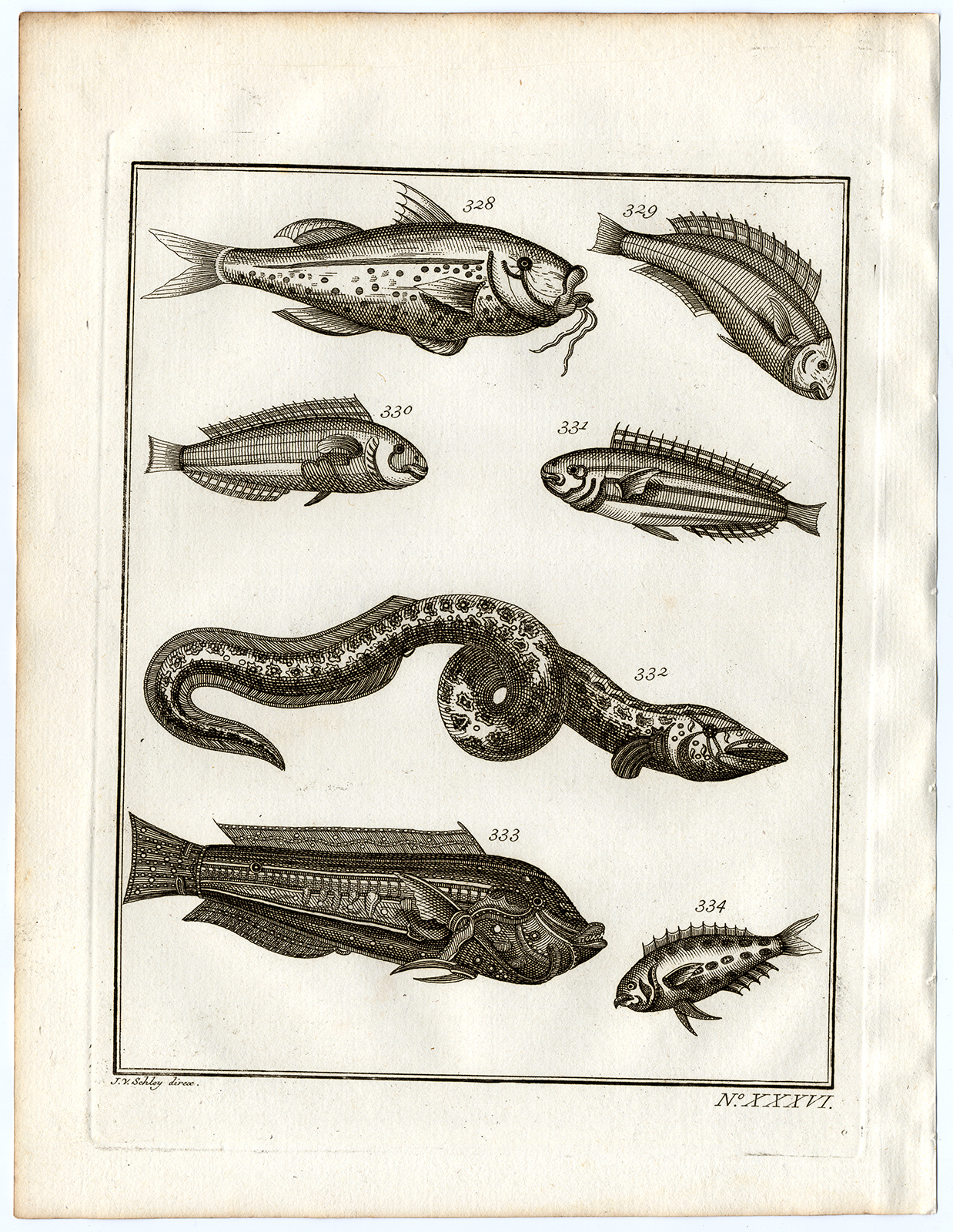 , Antique Print-AMBON-SOUTHEAST ASIA-TROPICAL FISH-XXXVI-Schley-Bellin-Roman-1767, Pictura Antique Prints