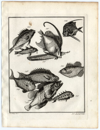 Antique Print-AMBON-SE ASIA-TROPICAL FISH-XXXVIII-Schley-Bellin-Roman-1767
