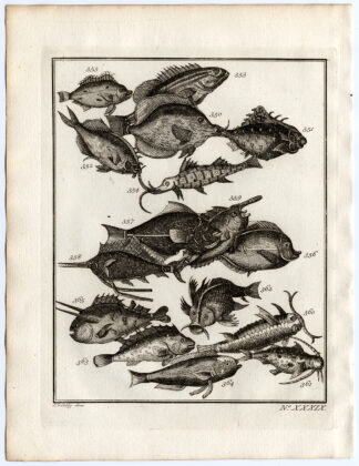 Antique Print-AMBON-SOUTHEAST ASIA-TROPICAL FISH-XXXIX-Schley-Bellin-Roman-1767
