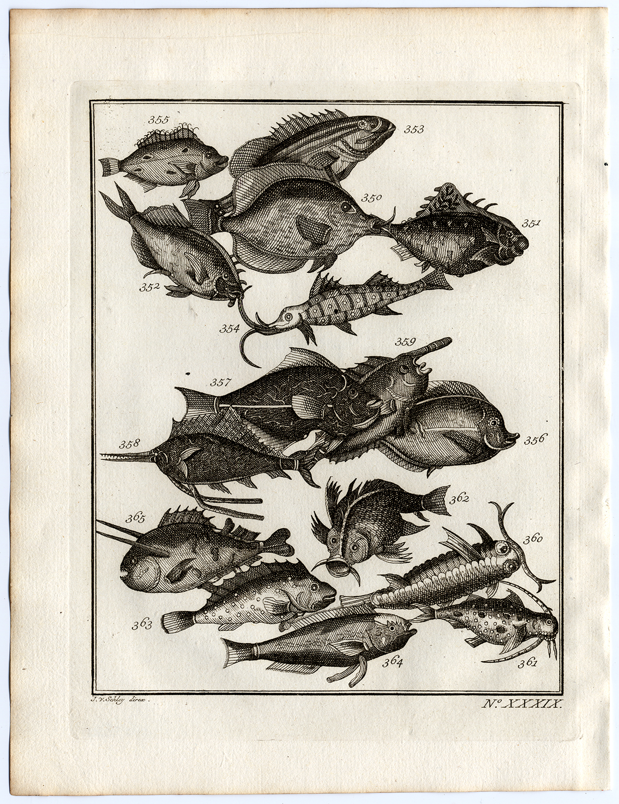 , Antique Print-AMBON-SOUTHEAST ASIA-TROPICAL FISH-XXXIX-Schley-Bellin-Roman-1767, Pictura Antique Prints