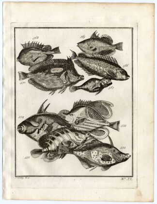 Antique Print-AMBON-SOUTHEAST ASIA-TROPICAL FISH-XL-Schley-Bellin-Roman-1767