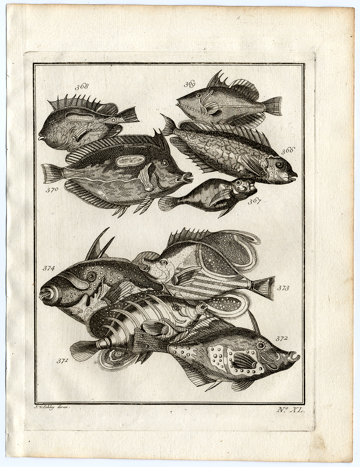 , Antique Print-AMBON-SOUTHEAST ASIA-TROPICAL FISH-XL-Schley-Bellin-Roman-1767, Pictura Antique Prints