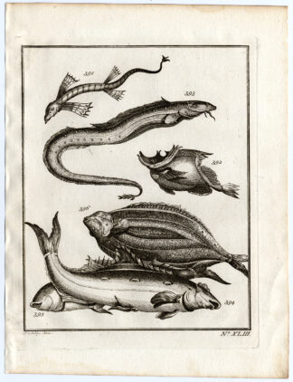 Antique Print-AMBON-FISH-FLYING SNAKEFISH-SPECIES-XLIII-Schley-Bellin-Roman-1767