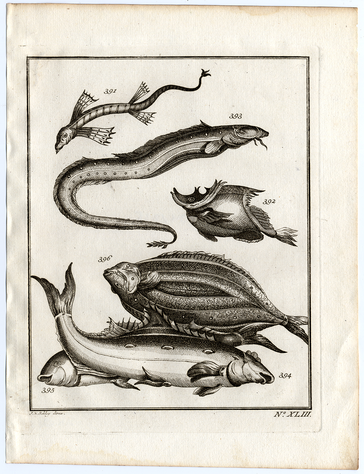 , Antique Print-AMBON-FISH-FLYING SNAKEFISH-SPECIES-XLIII-Schley-Bellin-Roman-1767, Pictura Antique Prints
