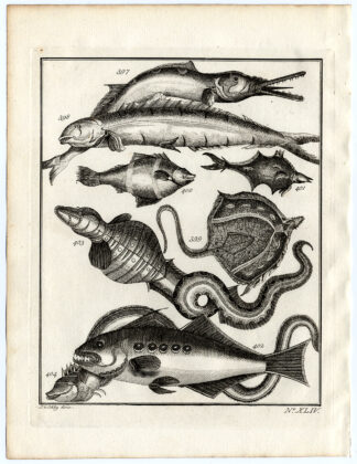 Antique Print-AMBON-FISH-RAY-MANTA-SPECIES-XLIV-Schley-Bellin-Roman-1767