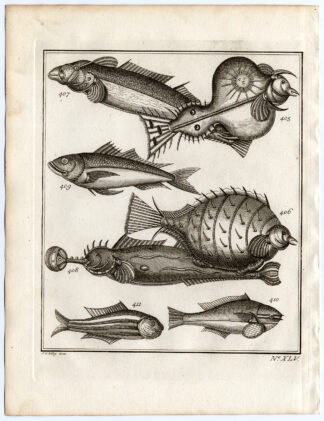 Antique Print-AMBON-FISH-SUNFISH-SPECIES-XLV-Schley-Bellin-Roman-1767