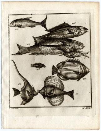 Antique Print-AMBON-SOUTHEAST ASIA-TROPICAL FISH-XLVI-Schley-Bellin-Roman-1767