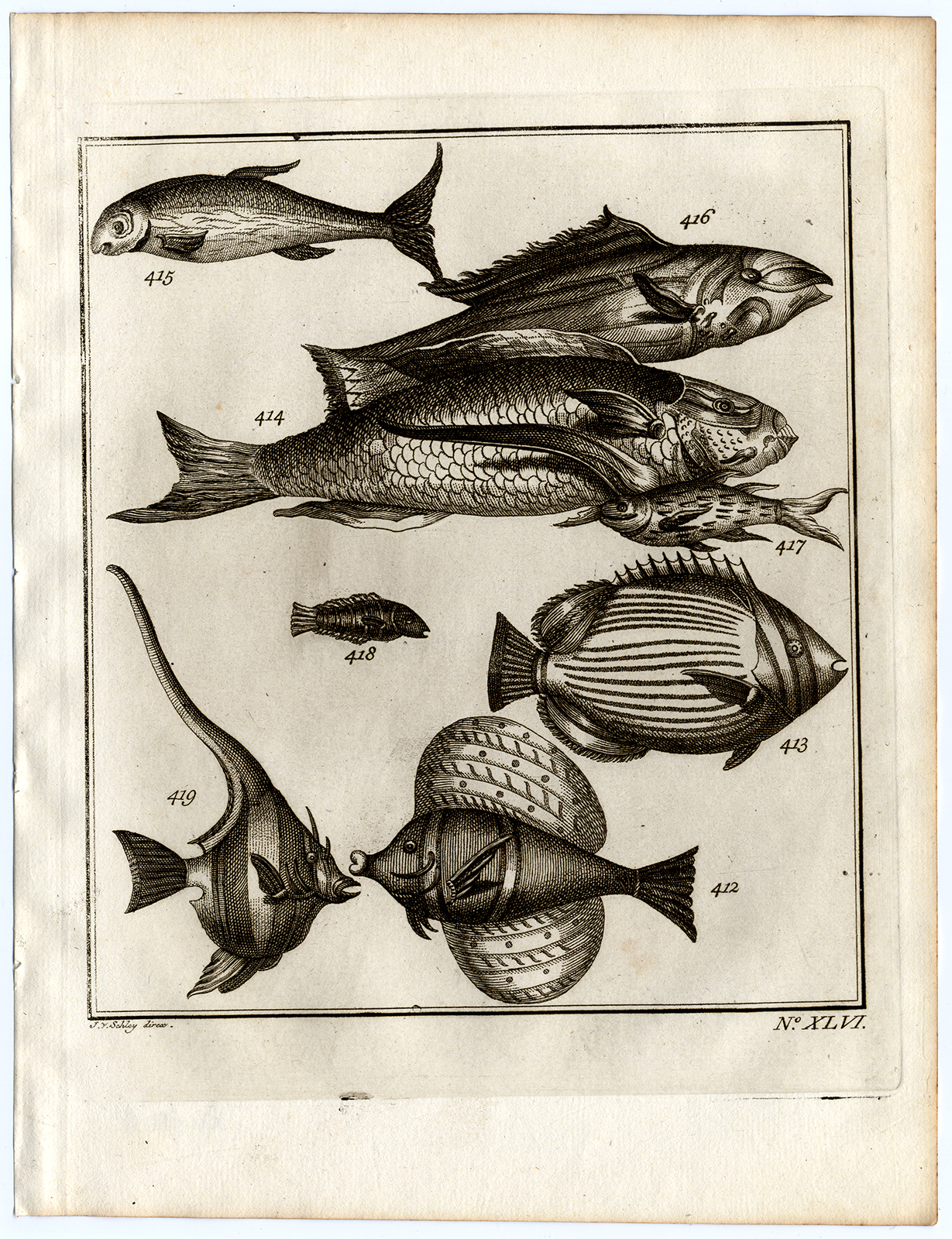 , Antique Print-AMBON-SOUTHEAST ASIA-TROPICAL FISH-XLVI-Schley-Bellin-Roman-1767, Pictura Antique Prints