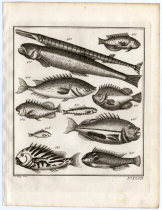 Antique Print-AMBON-FISH-DORADE-XLVII-Schley-Bellin-Roman-1767