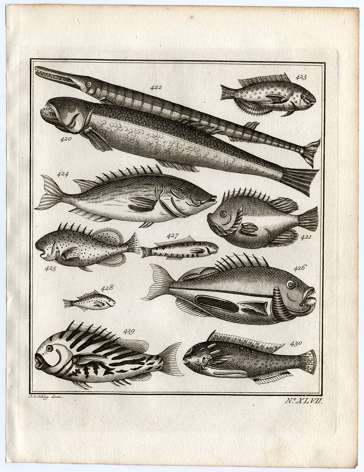 , Antique Print-AMBON-FISH-DORADE-XLVII-Schley-Bellin-Roman-1767, Pictura Antique Prints