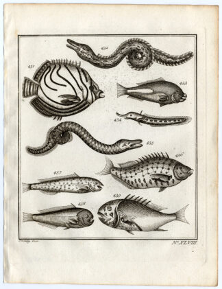 Antique Print-AMBON-SOUTHEAST ASIA-TROPICAL FISH-XLVIII-Schley-Bellin-Roman-1767