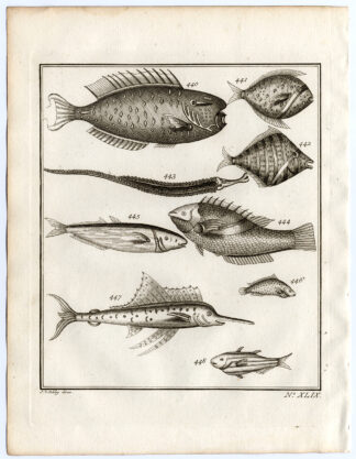 Antique Print-AMBON-FISH-FEATHERBACK-SPECIES-XLIX-Schley-Bellin-Roman-1767