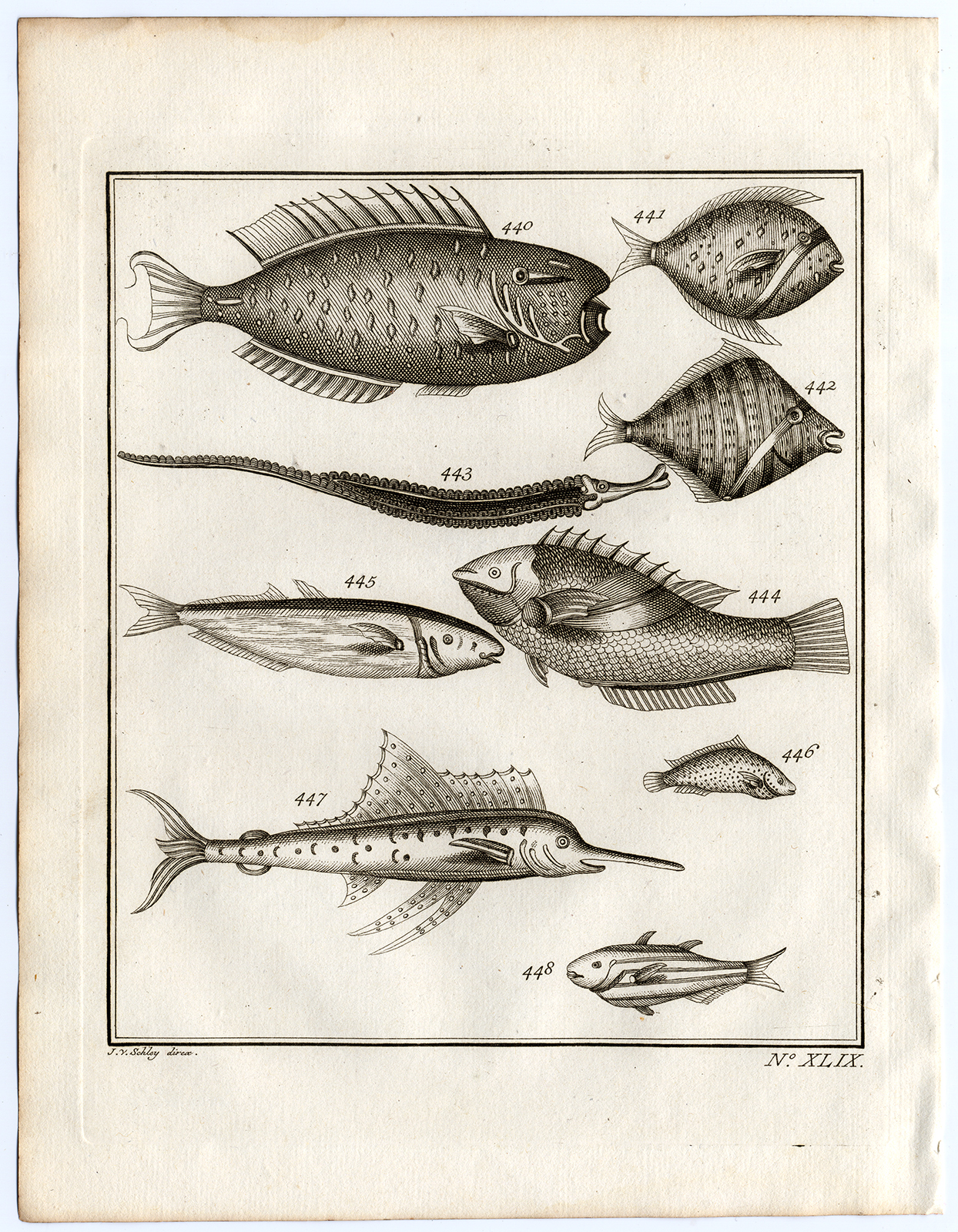 , Antique Print-AMBON-FISH-FEATHERBACK-SPECIES-XLIX-Schley-Bellin-Roman-1767, Pictura Antique Prints