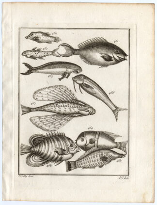 Antique Print-AMBON-FISH-FLYING-SPECIES-LI-Schley-Bellin-Roman-1767