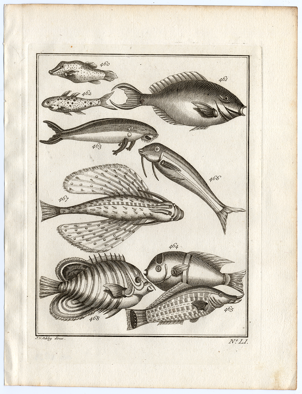 , Antique Print-AMBON-FISH-FLYING-SPECIES-LI-Schley-Bellin-Roman-1767, Pictura Antique Prints