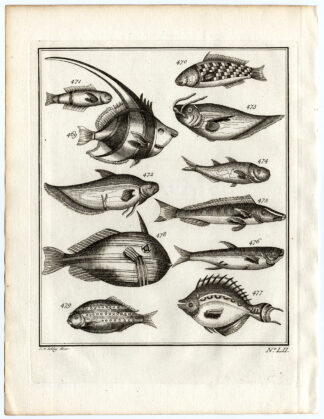 Antique Print-AMBON-FISH-HERRING-SPECIES-LII-Schley-Bellin-Roman-1767