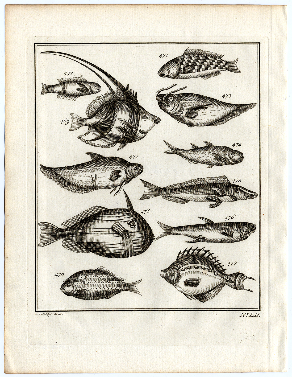 , Antique Print-AMBON-FISH-HERRING-SPECIES-LII-Schley-Bellin-Roman-1767, Pictura Antique Prints