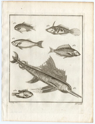 Antique Print-AMBON-FISH-BREAM-SPECIES-LIII-Schley-Bellin-Roman-1767