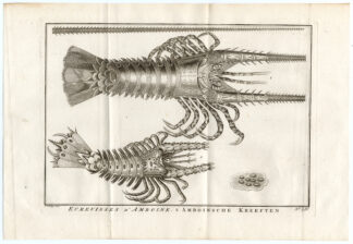 Antique Print-AMBON-LOBSTER-SHRIMP-SPECIES-SPAWN-LIV-Schley-Bellin-Roman-1767
