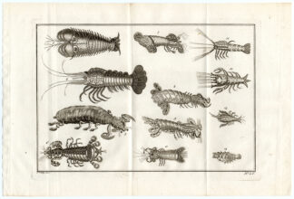 Antique Print-AMBON-LOBSTER-SHRIMP-SPECIES-LV-Schley-Bellin-Roman-1767