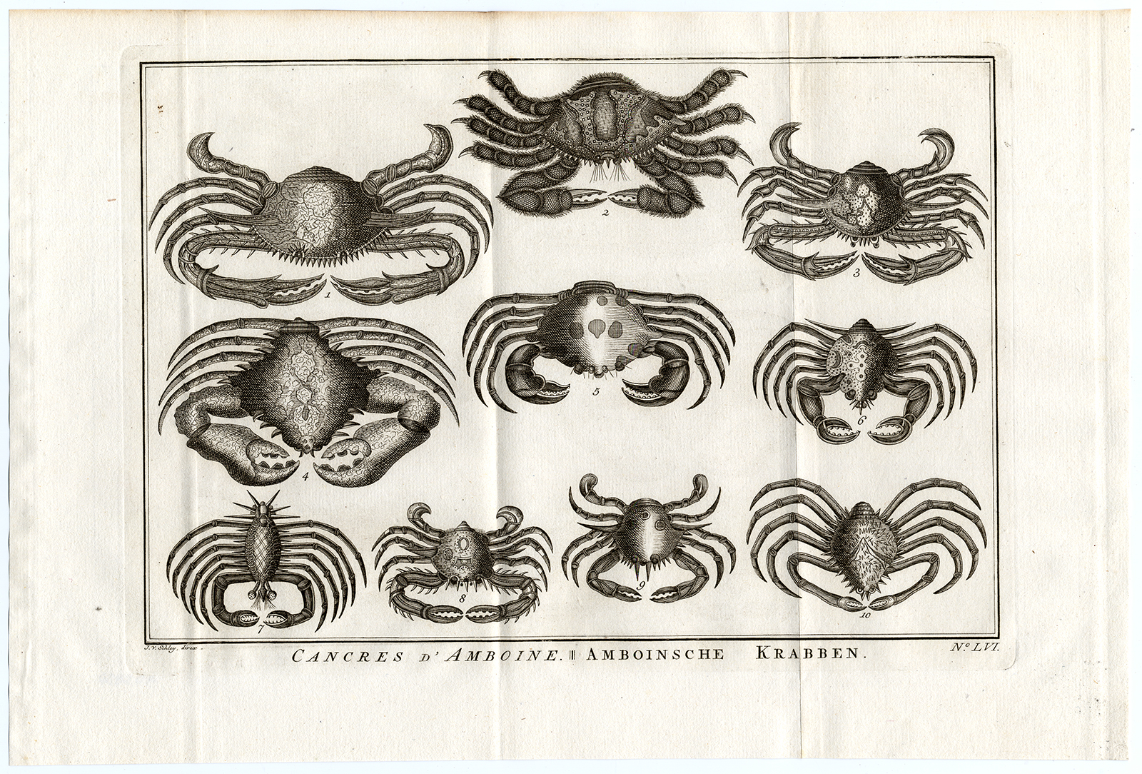 , Antique Print-AMBON-CRABS-SPECIES-LVI-Schley-Bellin-Roman-1767, Pictura Antique Prints