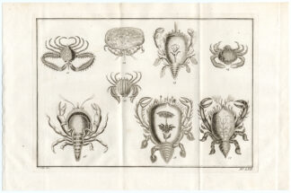 Antique Print-AMBON-CRABS-SPECIES-LVII-Schley-Bellin-Roman-1767