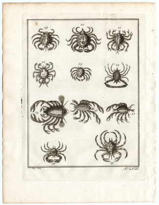Antique Print-AMBON-CRABS-SPECIES-LVIII-Schley-Bellin-Roman-1767