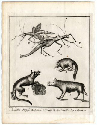 Antique Print-MAMMALS-BABIRUSA-GRASSHOPPER-Schley-Bellin-Roman-1767