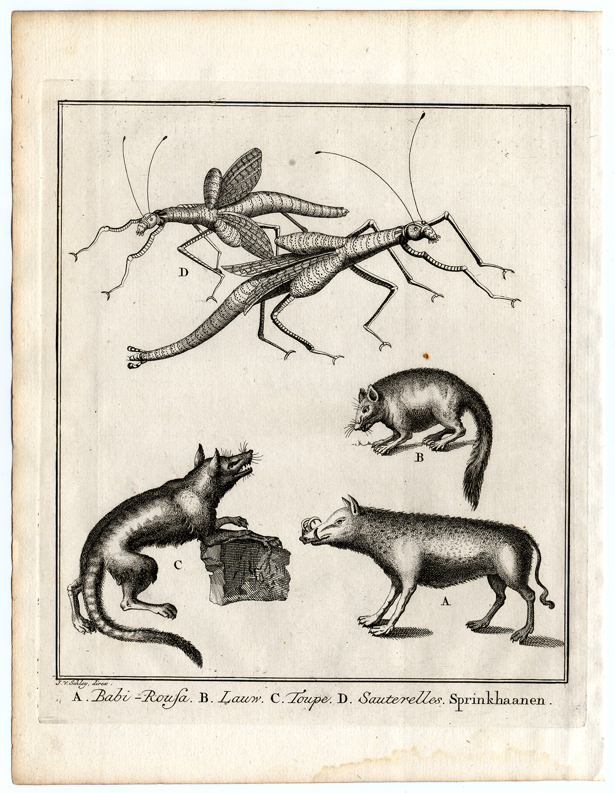 , Antique Print-MAMMALS-BABIRUSA-GRASSHOPPER-Schley-Bellin-Roman-1767, Pictura Antique Prints