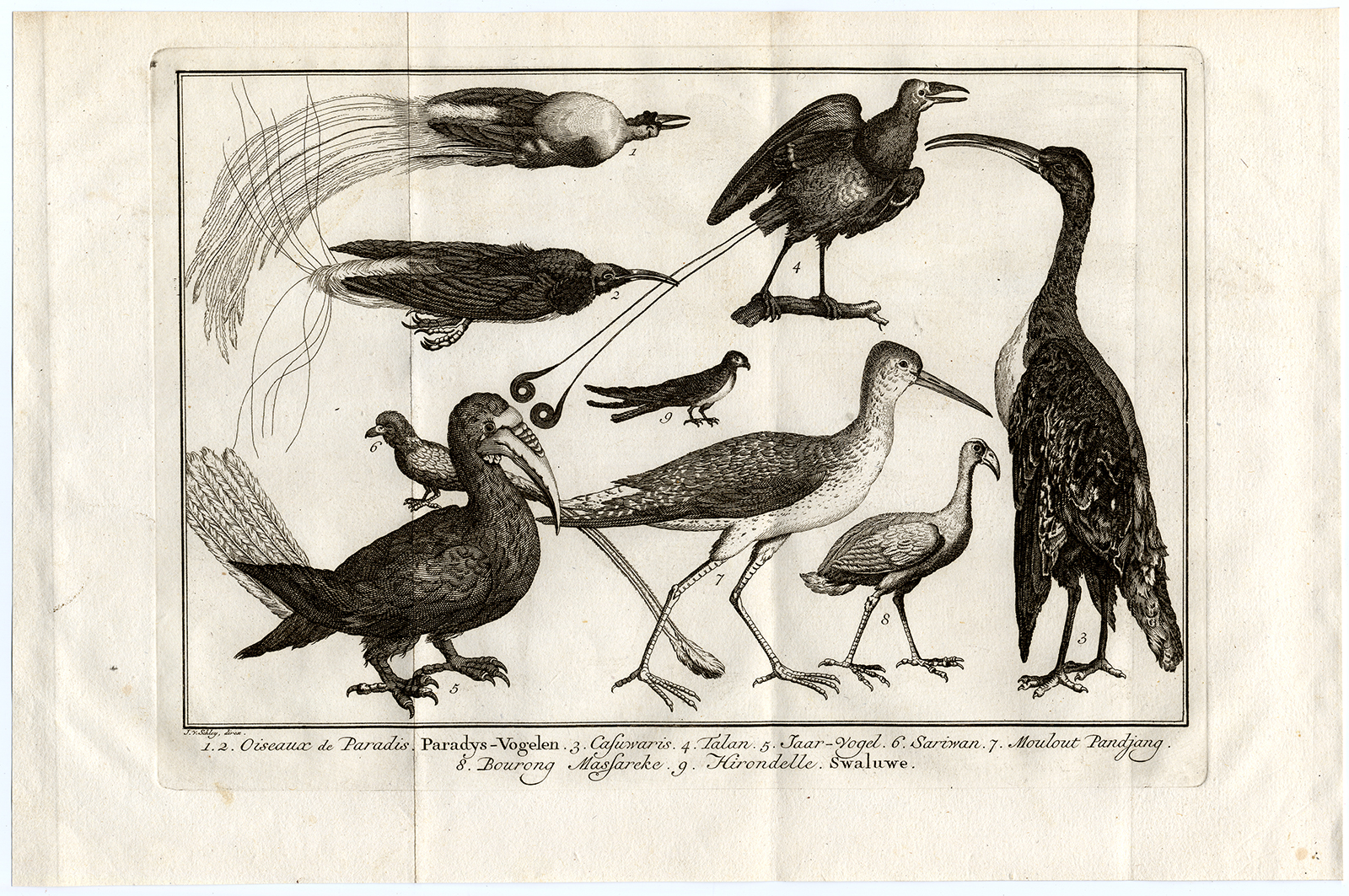 , Antique Print-BIRDS-HORNBILL-PARADISE-SWALLOW-Schley-Bellin-Roman-1767, Pictura Antique Prints