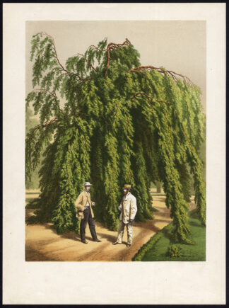 Antique Print-FAGUS SYLVATICA-EUROPEAN BEECH-Anonymous-ca. 1880