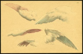 Antique Print-PL 38-ETUDES D'ENFANTS-WINGS-STUDY-Meyer-1892