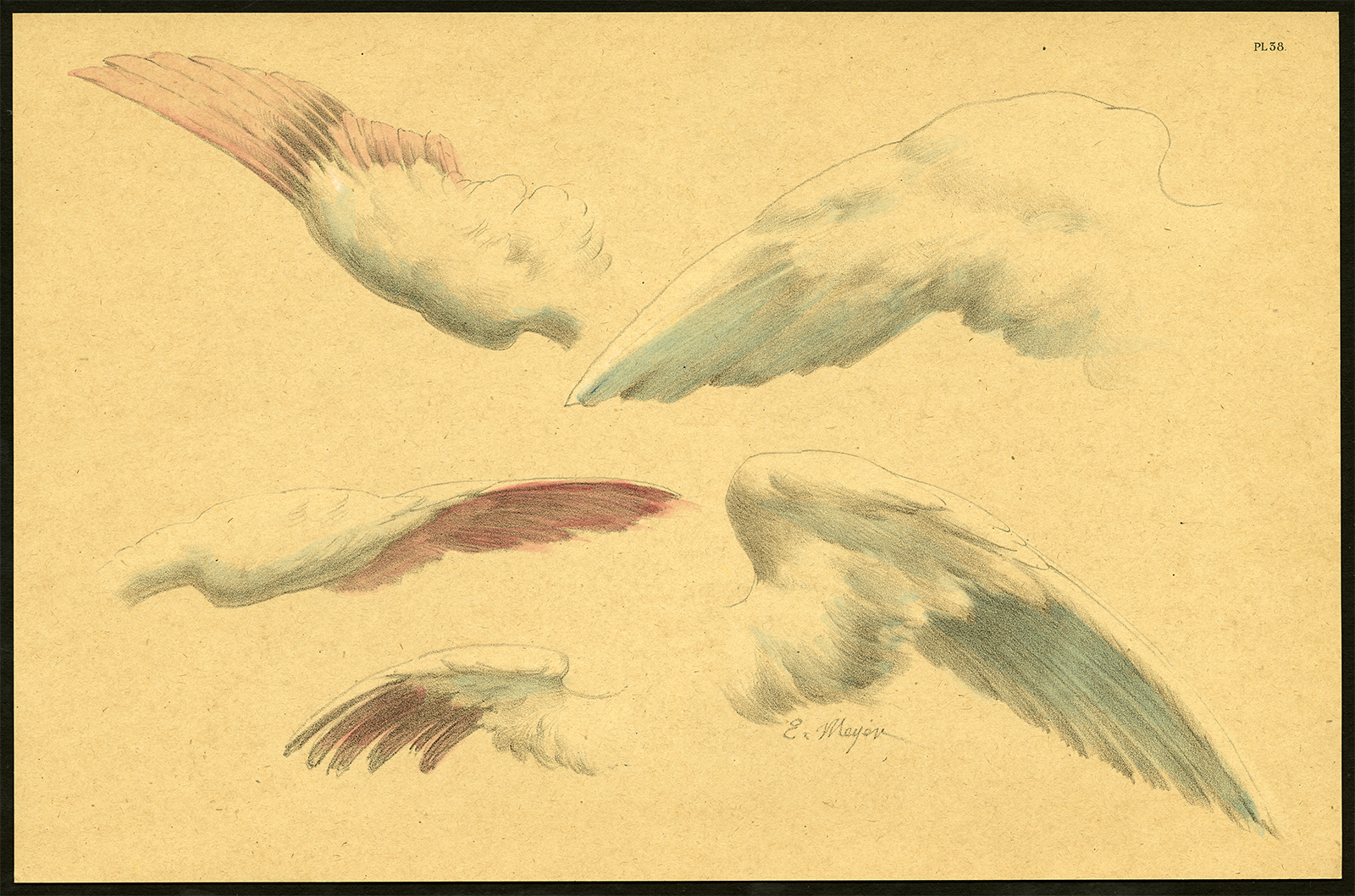 , Antique Print-PL 38-ETUDES D’ENFANTS-WINGS-STUDY-Meyer-1892, Pictura Antique Prints