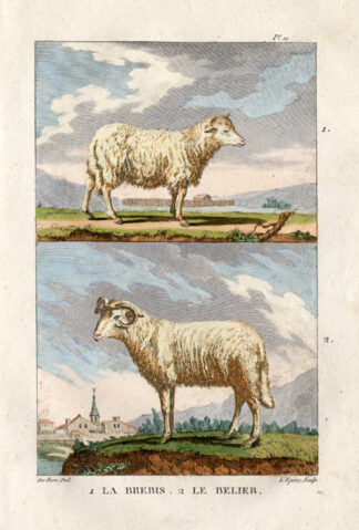 Antique Print-SHEEP-RAM-CATTLE-MOUTON-Buffon-1822