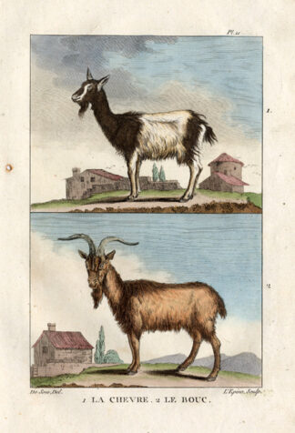 Antique Print-BILLY GOAT-CHEVRE-ZICKE-Buffon-1822